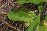 Carolina false vervain